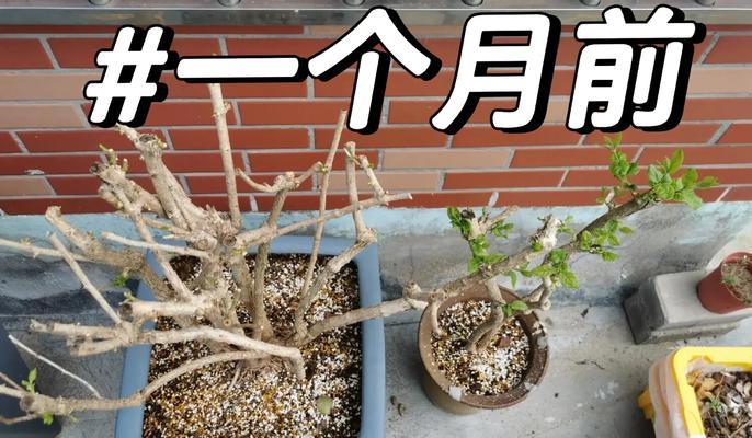 茉莉花怎么修剪？修剪茉莉花的最佳时间和技巧有哪些？
