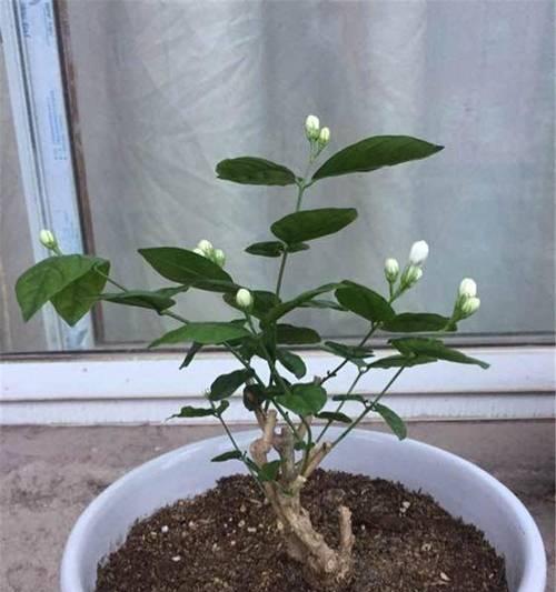 茉莉花怎么修剪？修剪茉莉花的最佳时间和技巧有哪些？