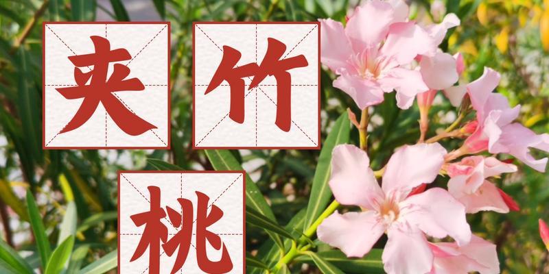 夹竹桃长什么样？夹竹桃的识别特征有哪些？