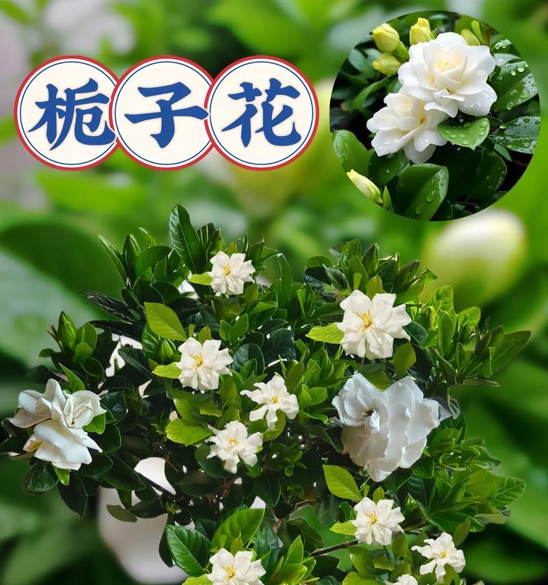 栀子花庸俗花语是什么？栀子花的花语有哪些？