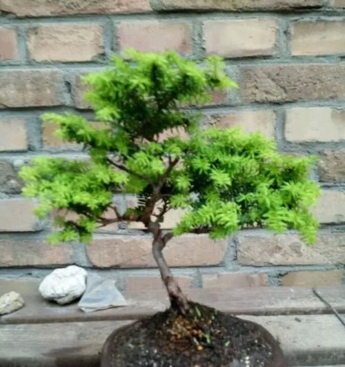 缘罗花的养殖技巧有哪些？如何保持其旺盛生长？