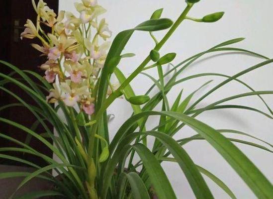 缘罗花的养殖技巧有哪些？如何保持其旺盛生长？
