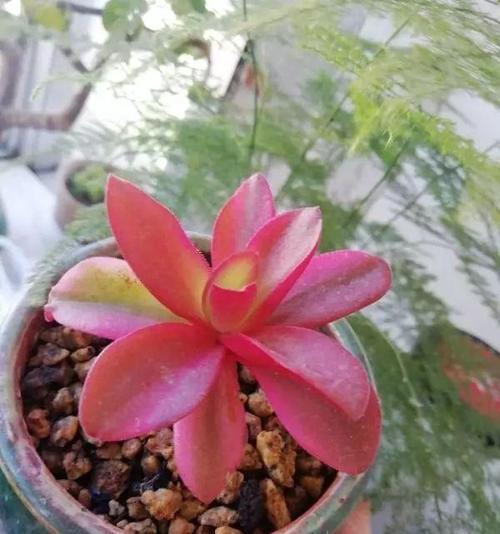 枯叶花语与生肖有何关联？枯叶花语代表哪个生肖？