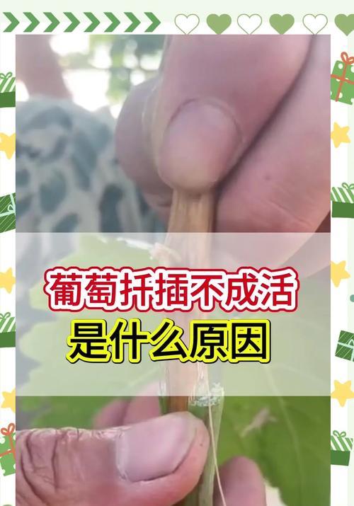 盆栽葡萄生长缓慢怎么办？有哪些促进生长的小妙招？