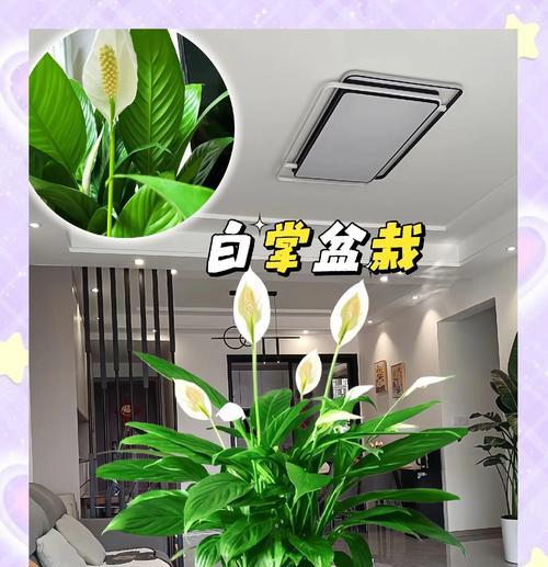 白掌怎么浇水？白掌的浇水频率和技巧有哪些？