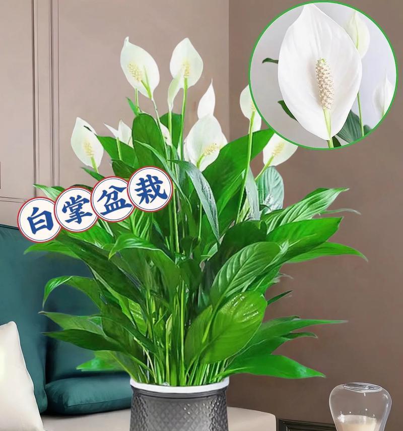 白掌怎么浇水？白掌的浇水频率和技巧有哪些？
