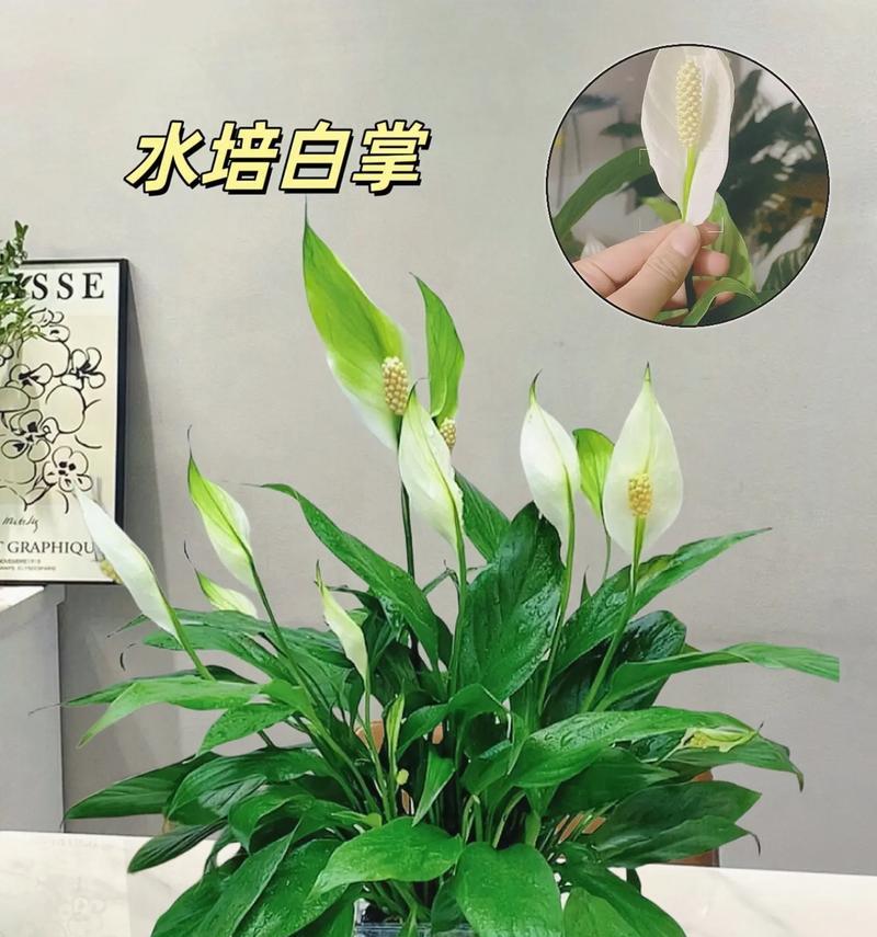白掌怎么浇水？白掌的浇水频率和技巧有哪些？