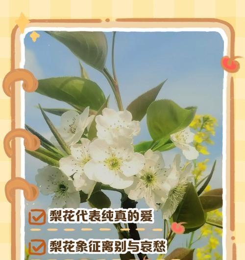 送别的花语通常由哪种花来表达？