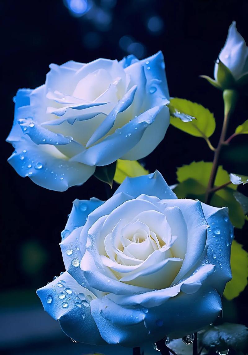 十朵冰蓝玫瑰传达的花语是什么？