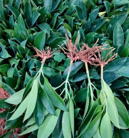 非洲茉莉水扦插的方法是什么？如何提高成活率？