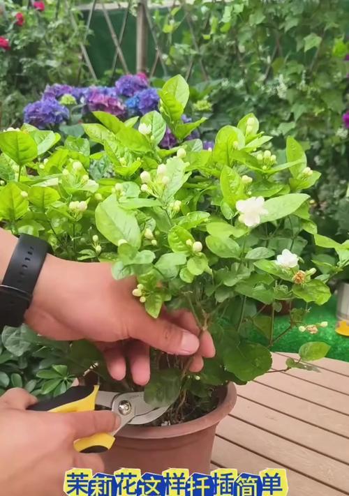 非洲茉莉水扦插的方法是什么？如何提高成活率？