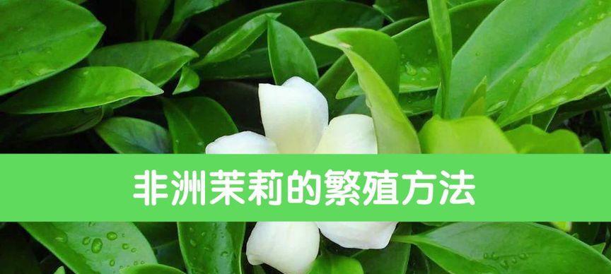 非洲茉莉水扦插的方法是什么？如何提高成活率？