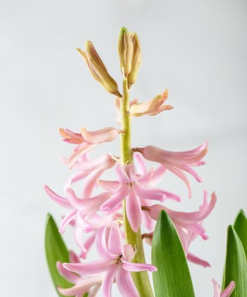 花子鼓兰花的花语有何特别之处？它代表什么意义？