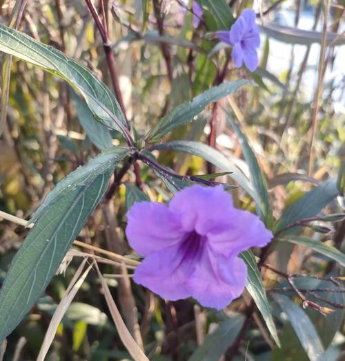 花子鼓兰花的花语有何特别之处？它代表什么意义？