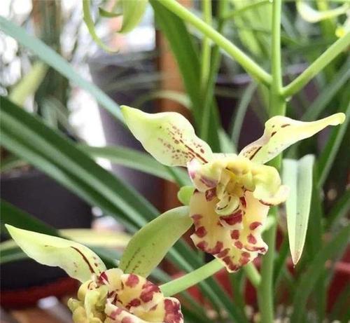花子鼓兰花的花语有何特别之处？它代表什么意义？