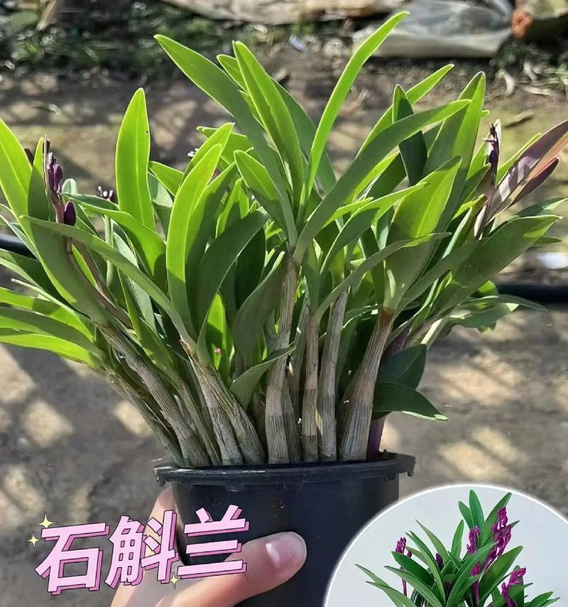 手工石斛兰花的花语是什么？它有何特别含义？