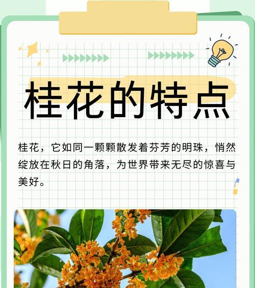 北方如何养桂花？桂花在寒冷地区的养护技巧？