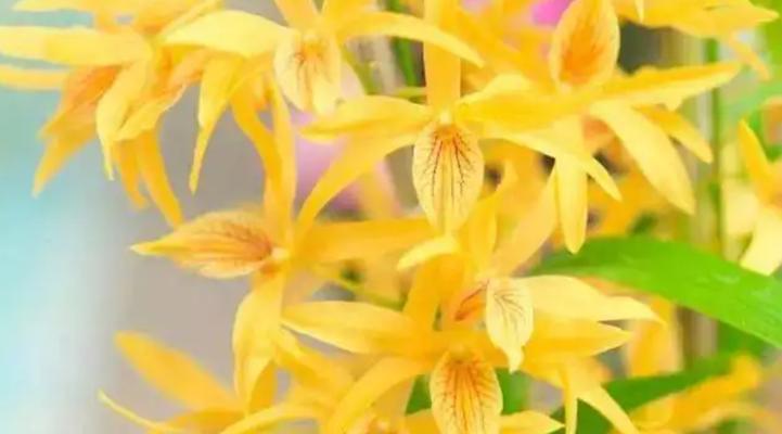 手工石斛兰花的花语是什么？它有何特别含义？