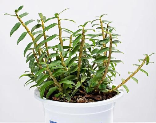 手工石斛兰花的花语是什么？它有何特别含义？