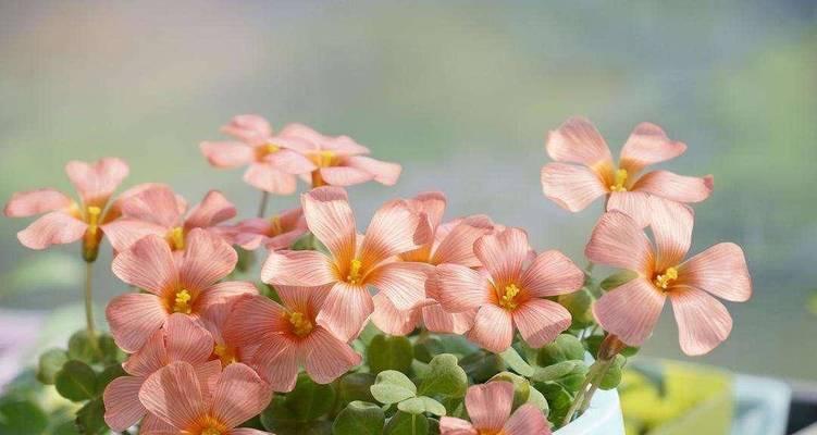 家庭适合种什么花？有哪些推荐？