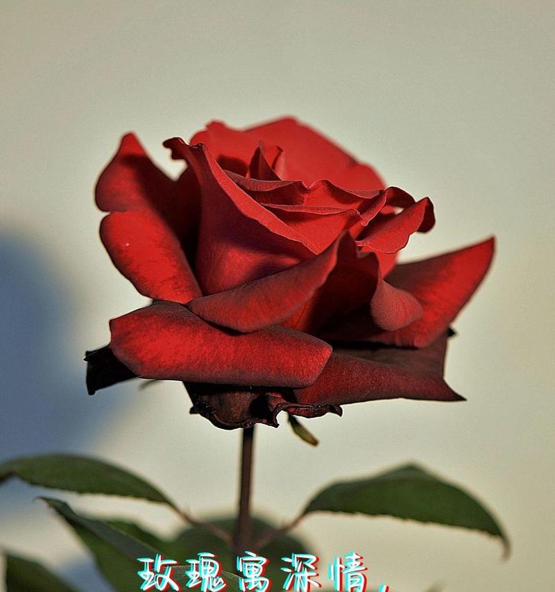 哪种花的花语表达了长久？
