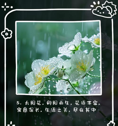 哪种花的花语表达了长久？
