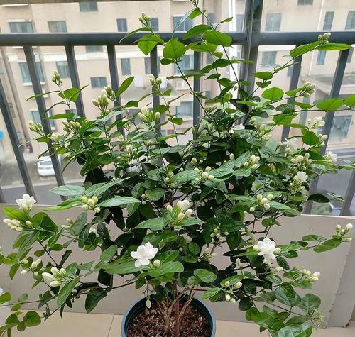 茉莉花施肥的最佳时机是什么时候？施肥时应注意什么？