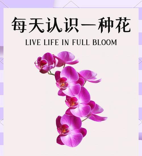 蝴蝶兰象征的花语含义是什么？