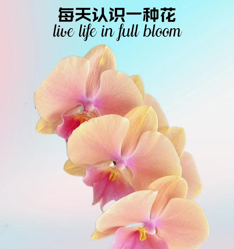 蝴蝶兰象征的花语含义是什么？