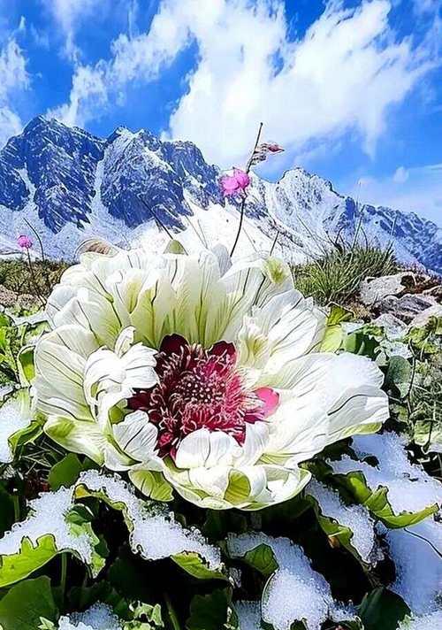 逢雪山的花语是什么意思？逢雪山花语有何寓意？