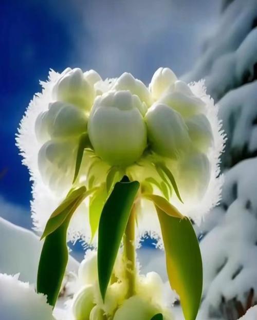 逢雪山的花语是什么意思？逢雪山花语有何寓意？