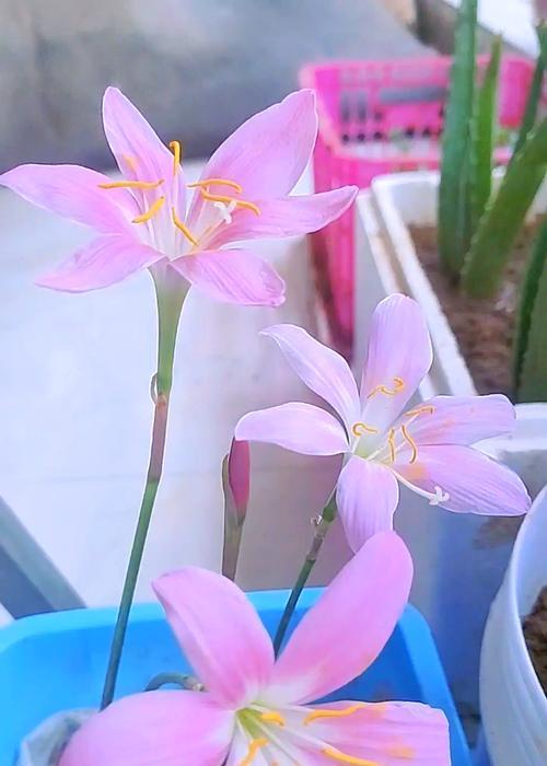 风雨兰的花语具体含义是什么？