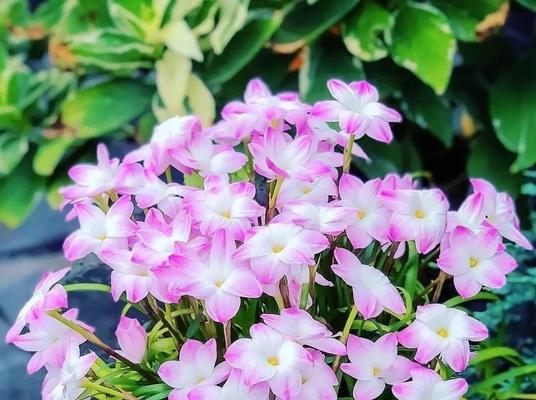 风雨兰的花语具体含义是什么？