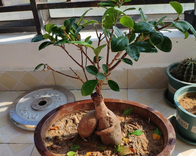 盆栽修剪的方法是什么？盆栽修剪需要注意什么？