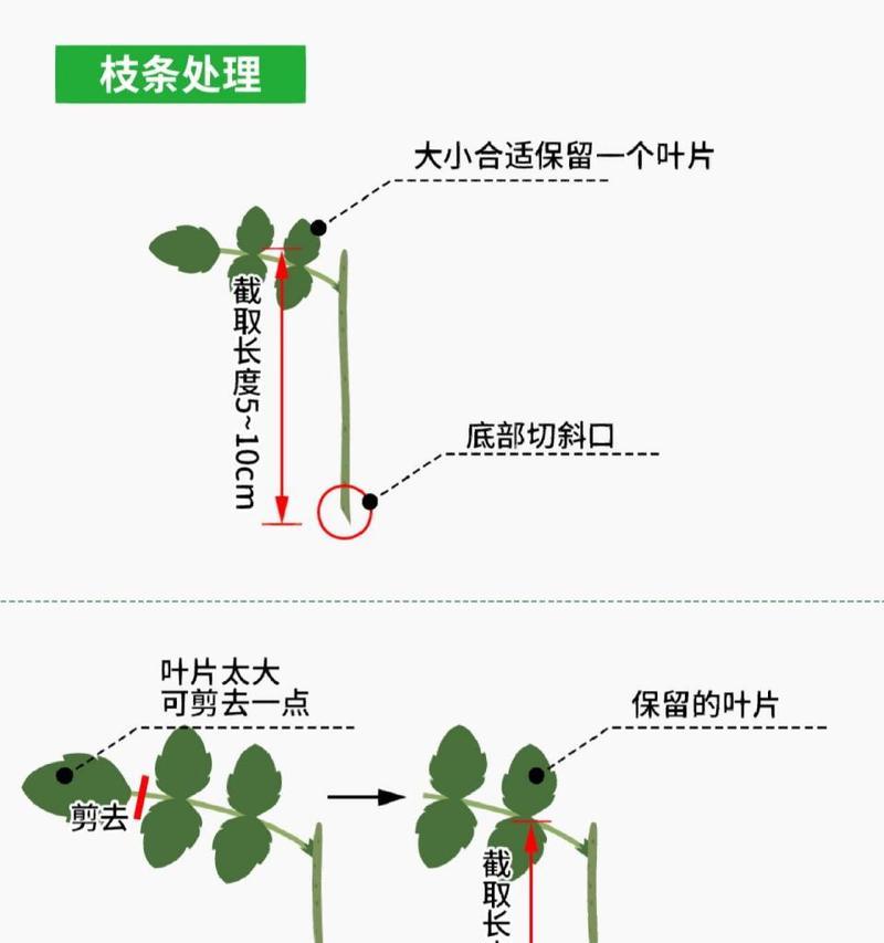 扶桑扦插的最佳时间是什么时候？扦插后如何管理？