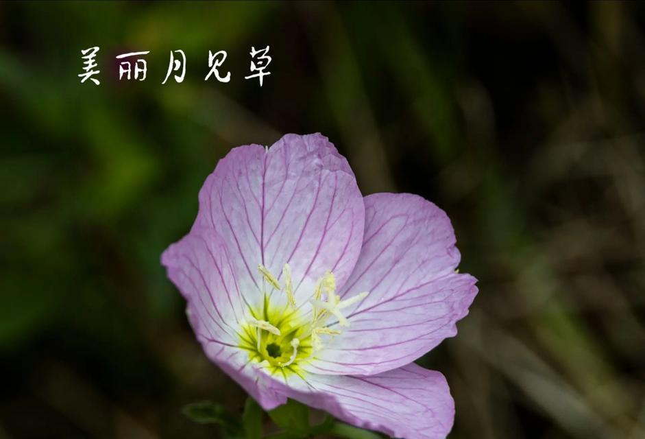 苍月草的花语有何含义？苍月草象征着什么？