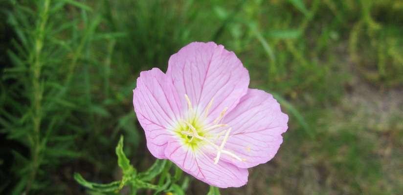 苍月草的花语有何含义？苍月草象征着什么？