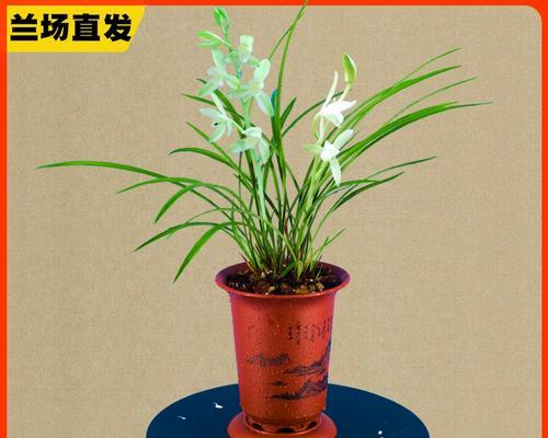兰花品种有哪些区分方法？怎样辨别不同种类的兰花？