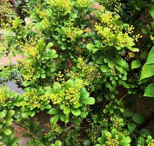 米兰花什么时候开花？如何延长花期？