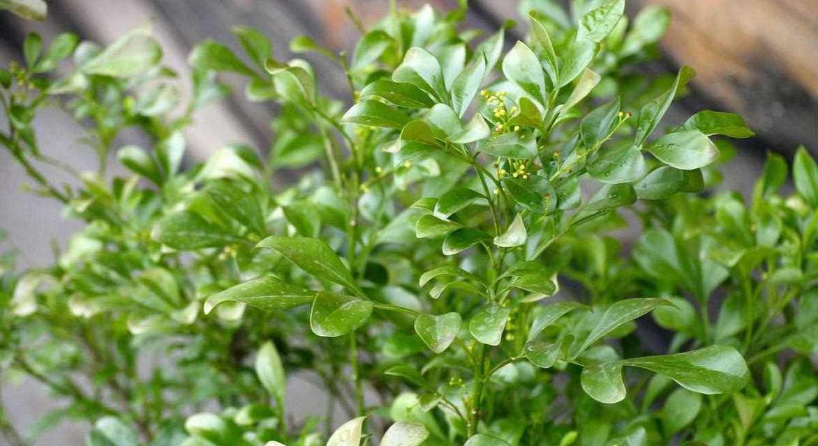 米兰花什么时候开花？如何延长花期？