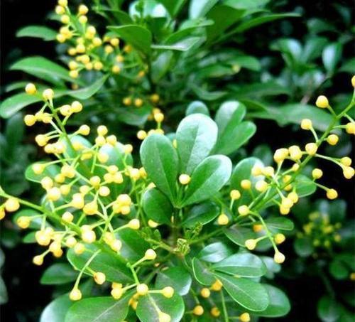 米兰花什么时候开花？如何延长花期？