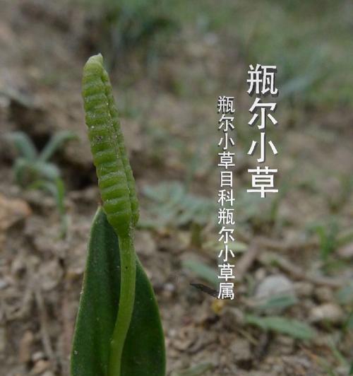 小草的花语有哪些含义？
