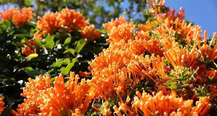 普洱茶花的花语有何深意？它代表了什么？