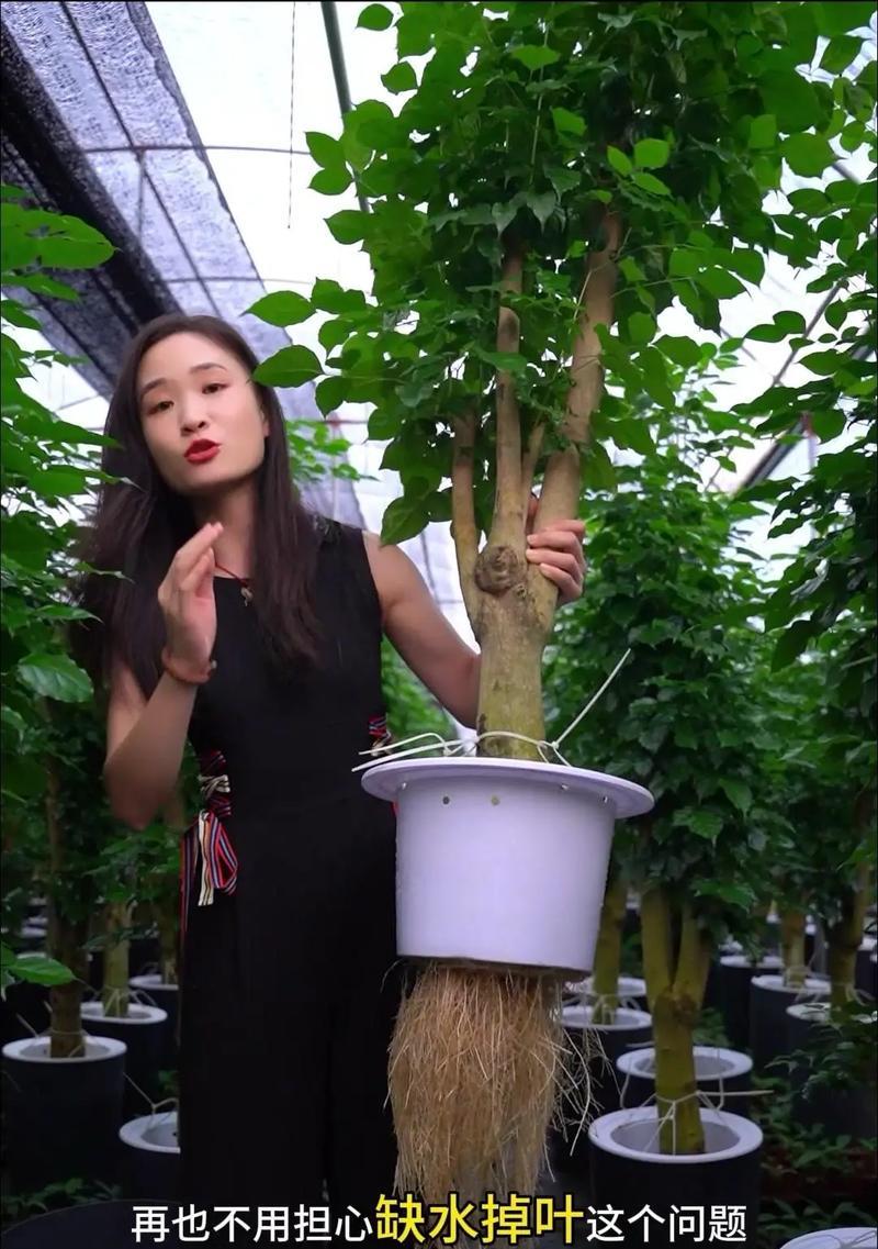 幸福树扦插的成功秘诀是什么？