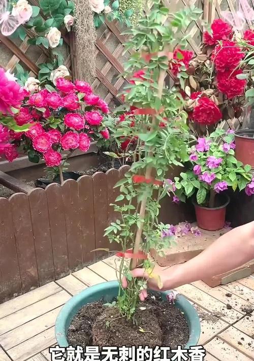 木香花的养殖方法是什么？如何保持其健康生长？