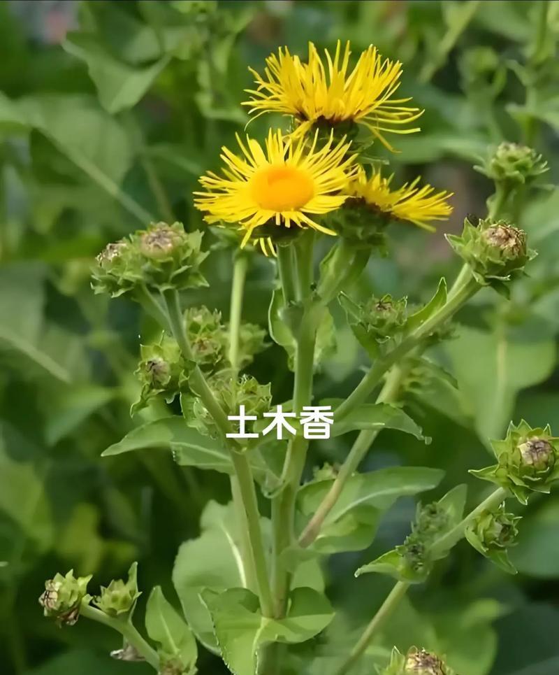 木香花的养殖方法是什么？如何保持其健康生长？