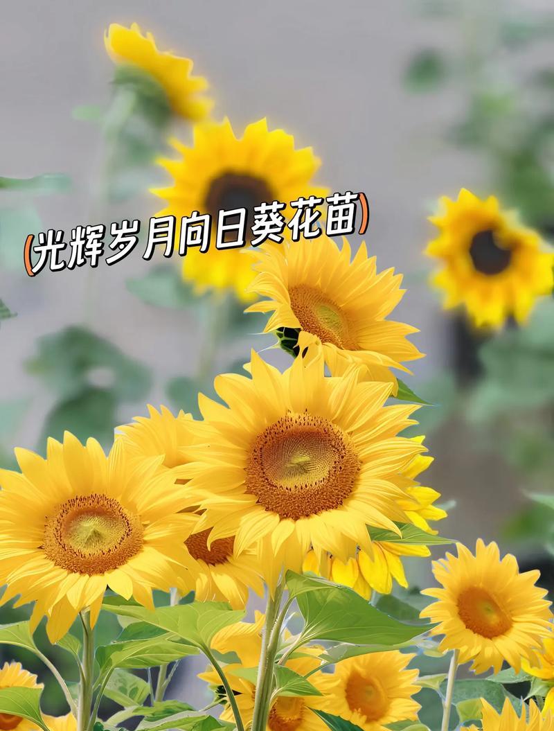 向日葵的花语对小袁有何意义？