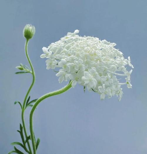 真正性的花语有哪些？它在表达情感时有何特别之处？