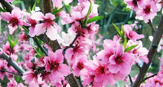 桃花通常是什么颜色？
