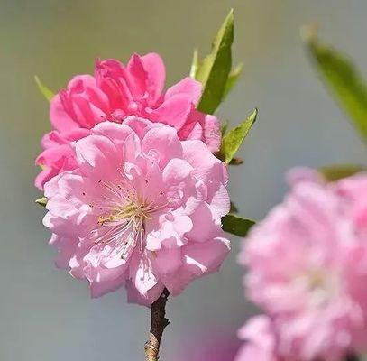 桃花通常是什么颜色？
